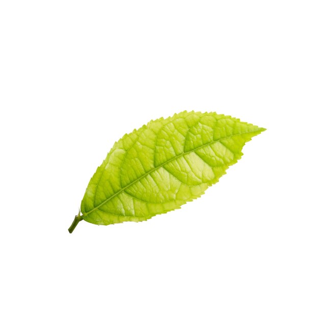 Photo close-up of leaf over white background