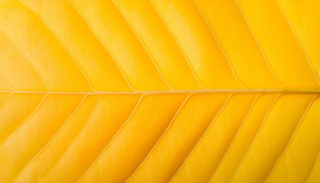 Photo a close up of a leaf with a brown line on it