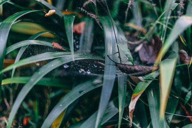 A close up of a leaf with a bug on it