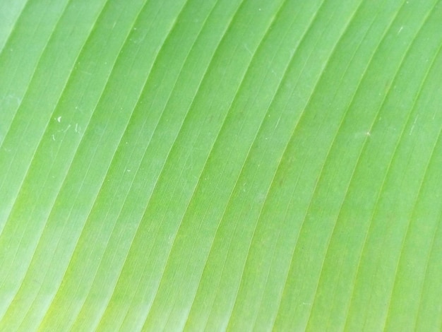 Foto un primo piano di una foglia con linee su di esso