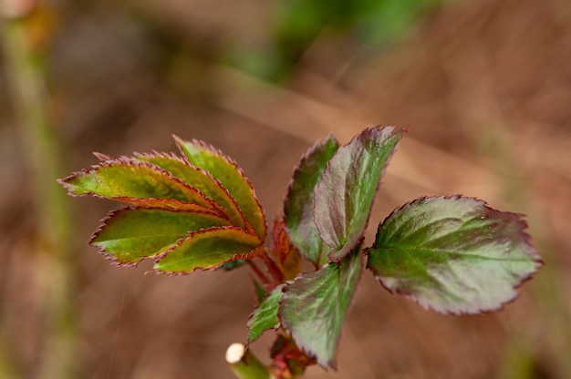 A close up of a leaf with the red and green color of the leaf.