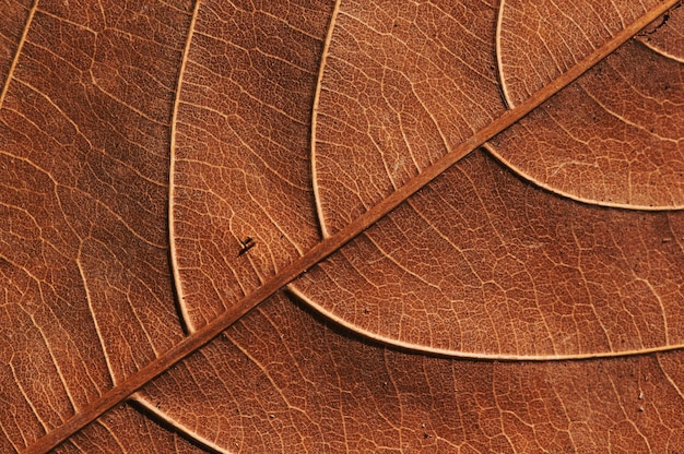 A close up of a leaf with a small red arrow pointing to the left.