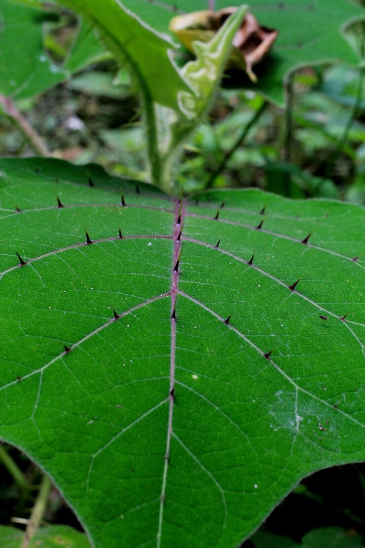 फोटो close-up of leaf with thorns