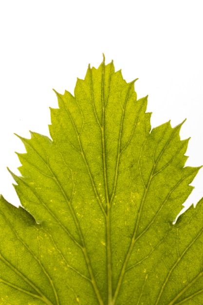 Close-up of leaf with veins and edges