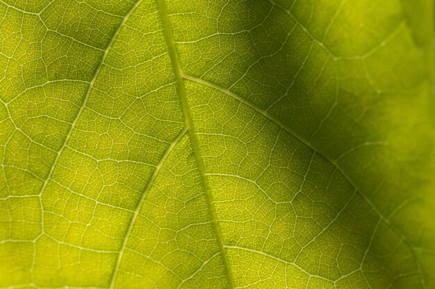 A close up of a leaf with the veins visible