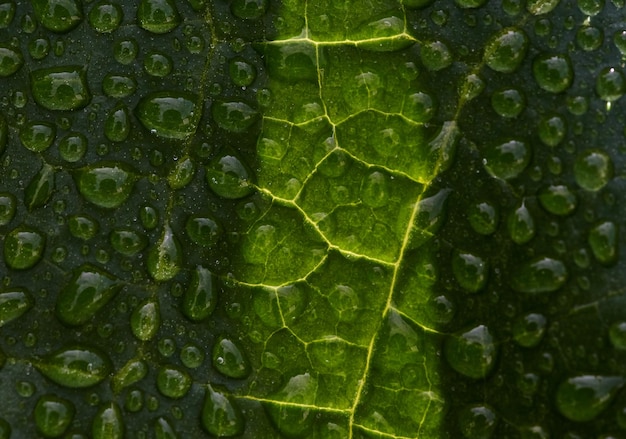 A close up of a leaf with water droplets on it