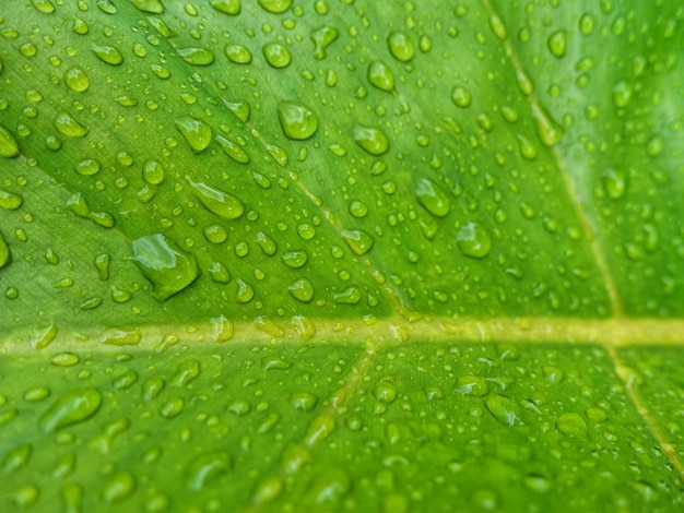 a close up of a leaf with water droplets on it