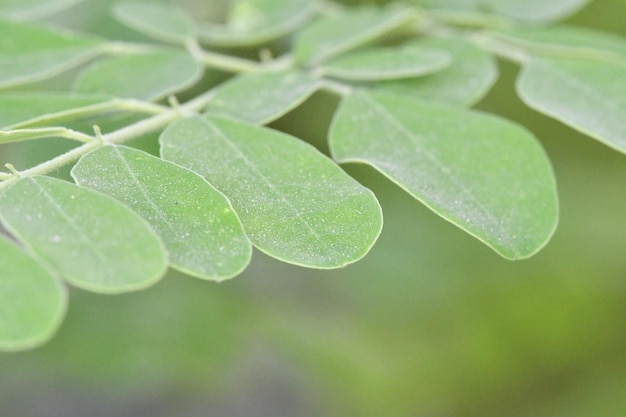 A close up of a leaf with the word argan on it