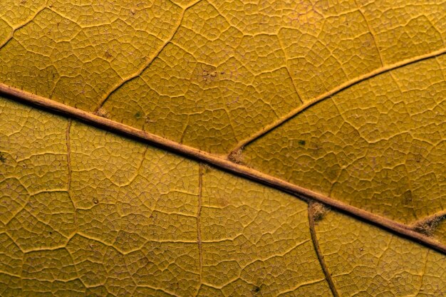 A close up of a leaf with the word