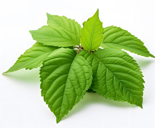 a close up of a leaf with the word mint on it