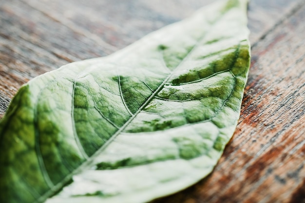 Close-up of leaf on wooden table