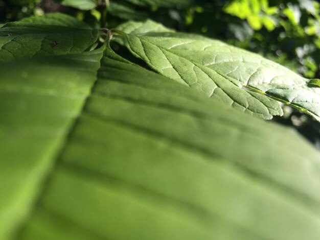 Close-up of leaf