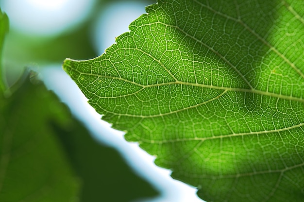 Foto prossimo piano di una foglia