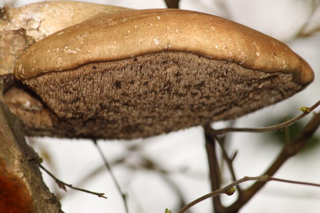 Close up of leaf