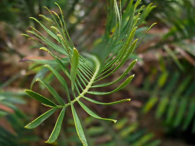Photo close-up of a leaf