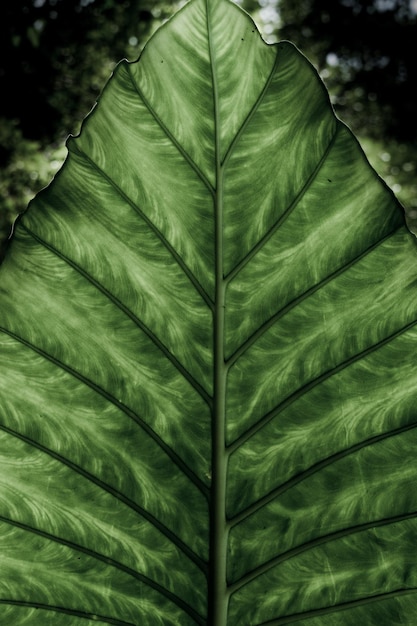 Close-up of leaf