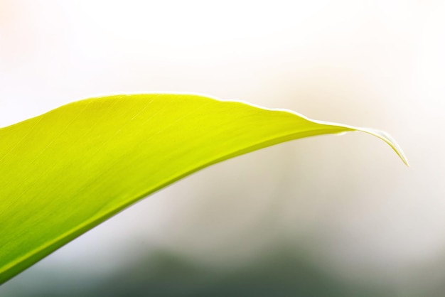 Photo close-up of leaf