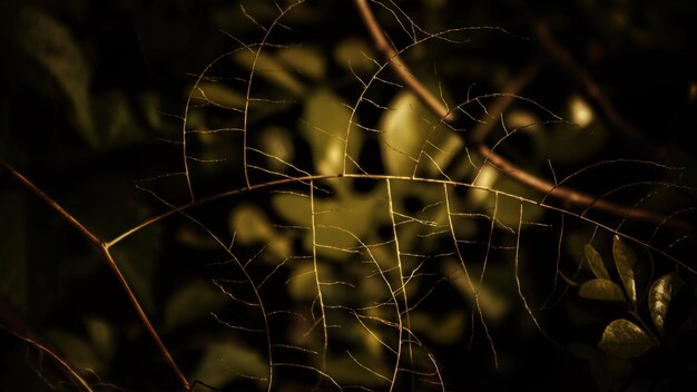 Photo close up of leaf