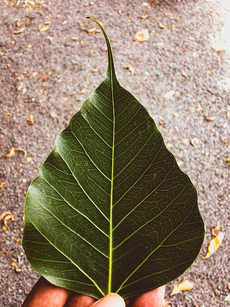 Photo close-up of leaf