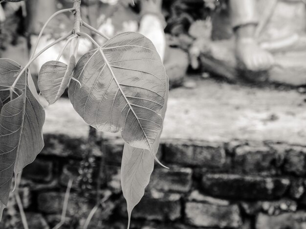 Close up of leaf