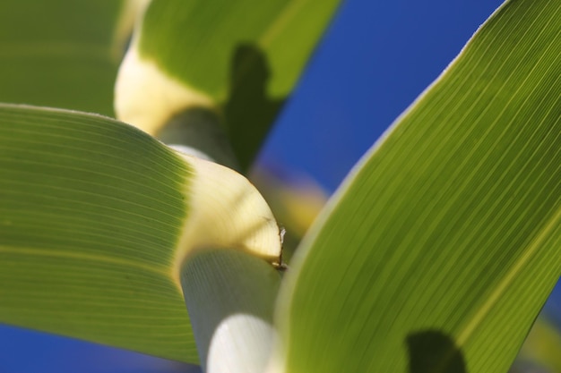 Close-up of leaf