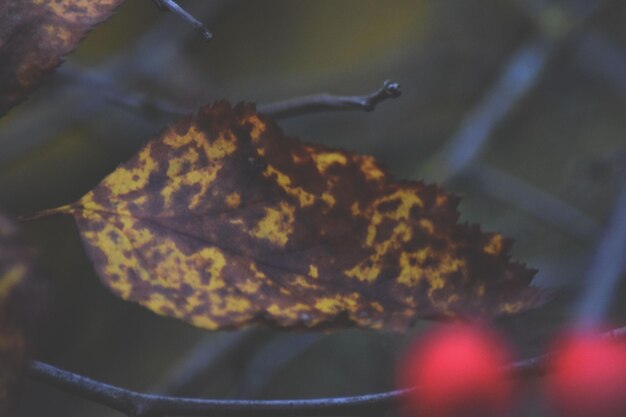 Photo close up of leaf