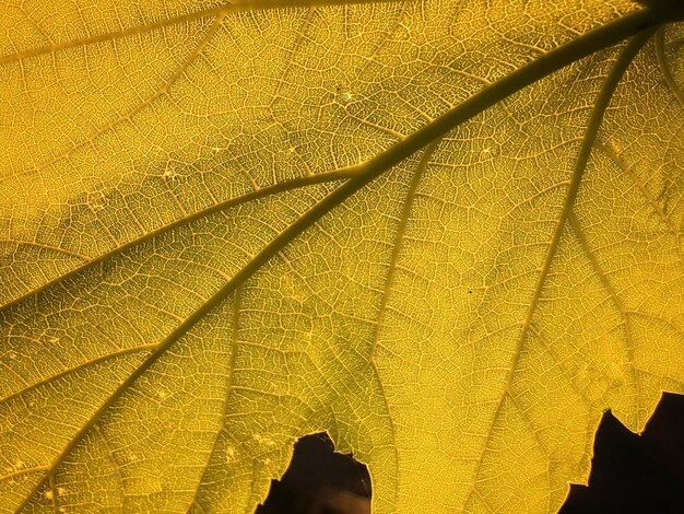 Photo close-up of leaf