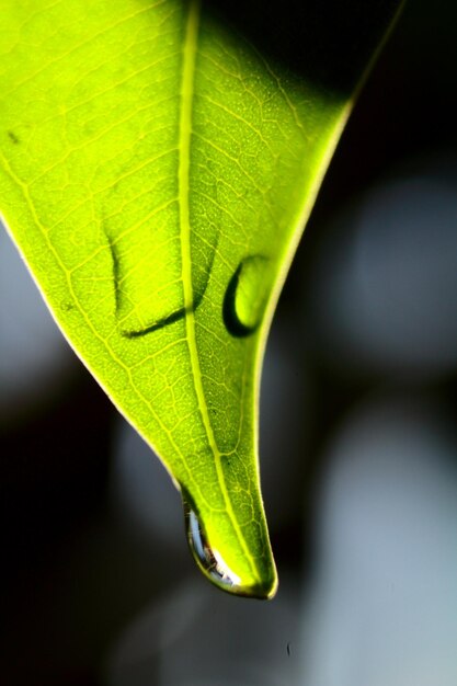 Close-up of leaf