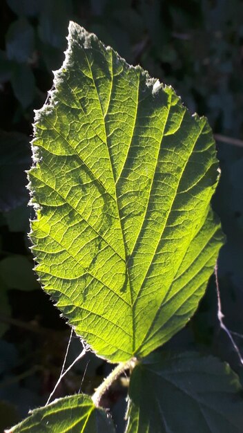 Close-up of leaf