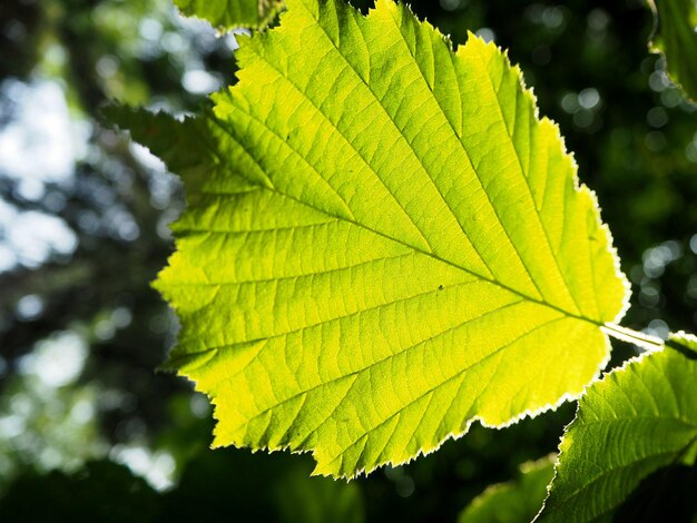 Foto prossimo piano della foglia