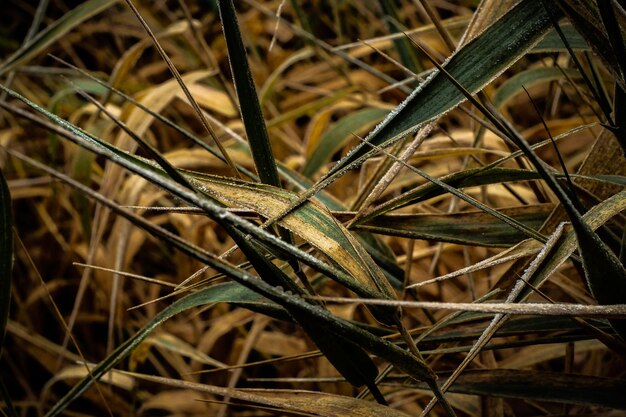 Close up of leaf