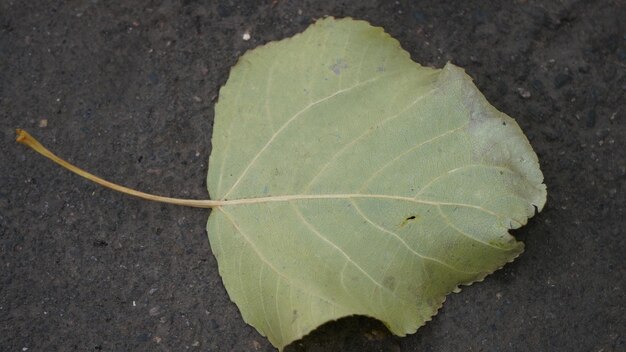 Photo close-up of leaf