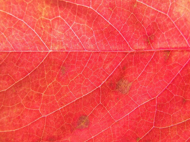 Close-up of leaf