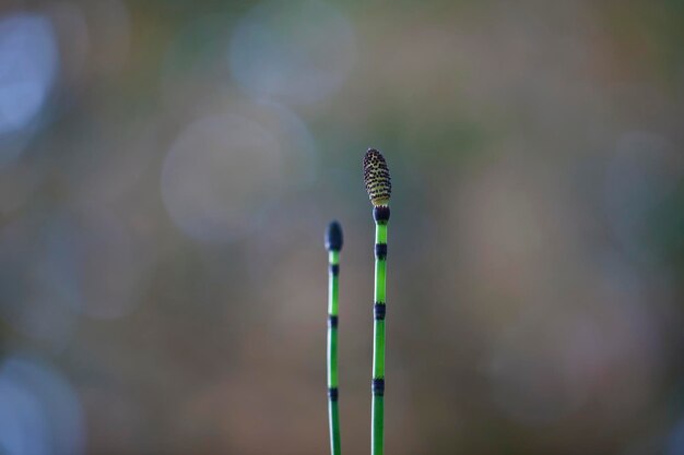 Foto prossimo piano della foglia