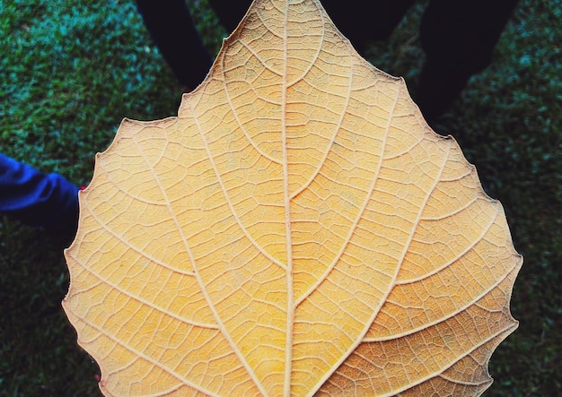 Foto prossimo piano della foglia