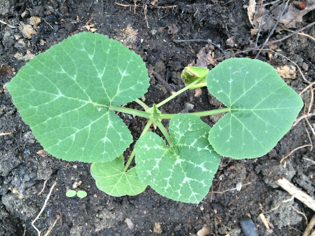 Close-up of leaf