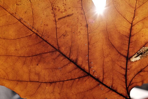 Close-up of leaf