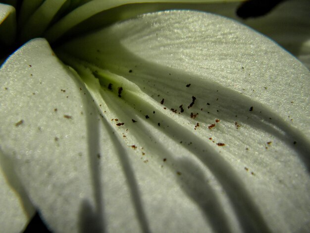 Photo close up of leaf