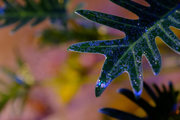 Photo close-up of leaf