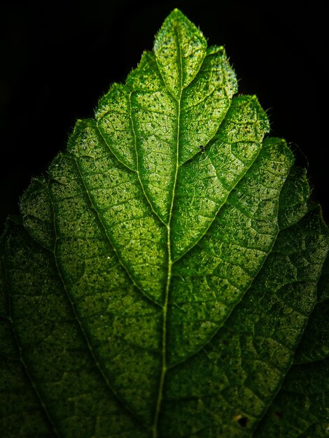 Photo close-up of leaf