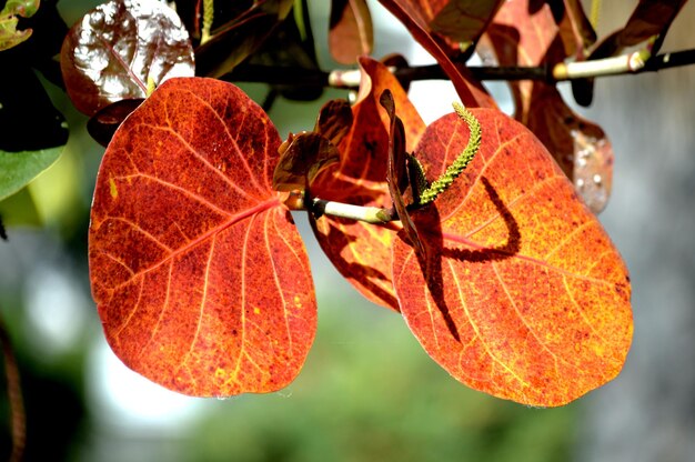 Close-up of leaf