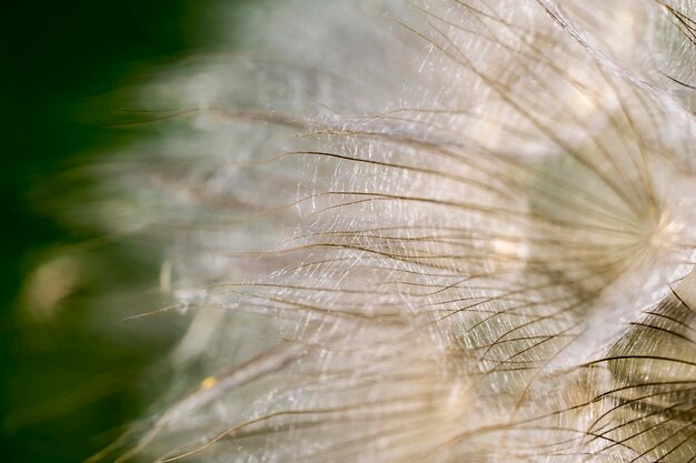 Photo close-up of leaf