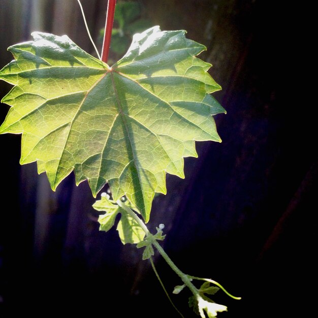 Photo close-up of leaf