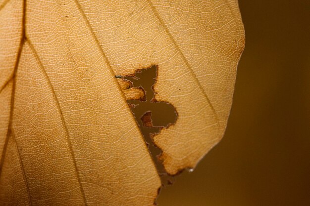 Close-up of leaf