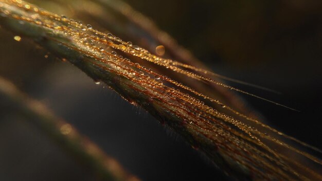 Photo close up of leaf