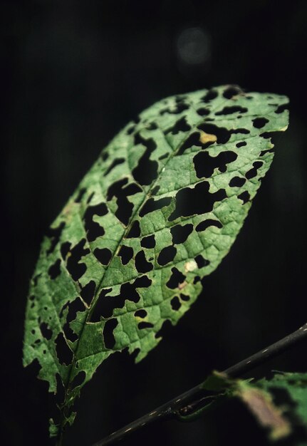 Close-up of leaf