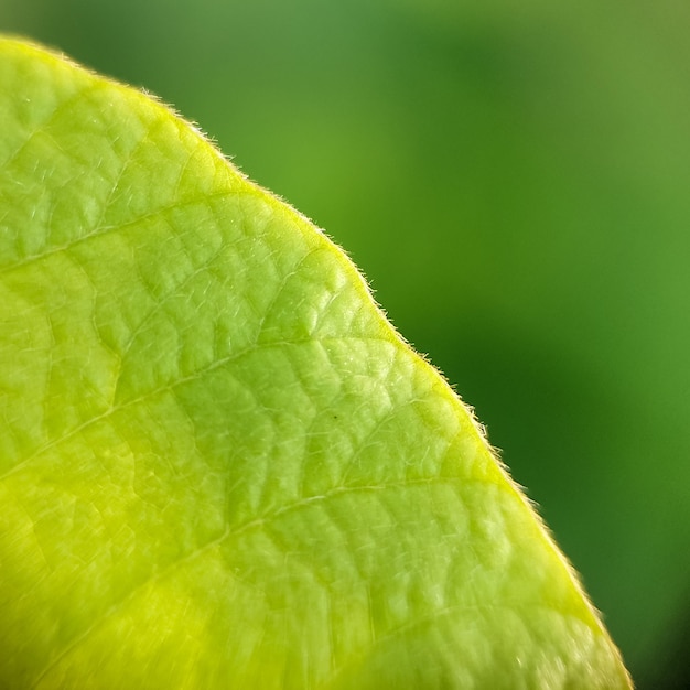 Foto prossimo piano di una foglia.