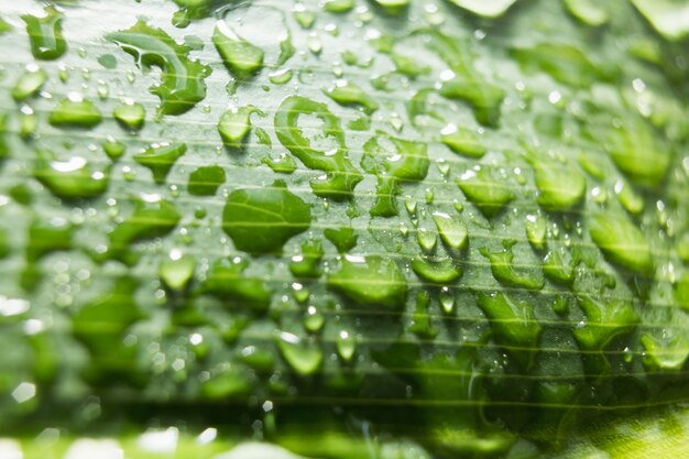 A close up of a leaf