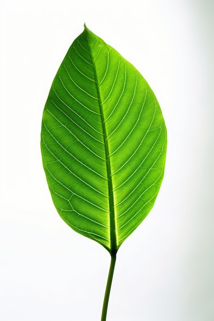 a close up of a leaf