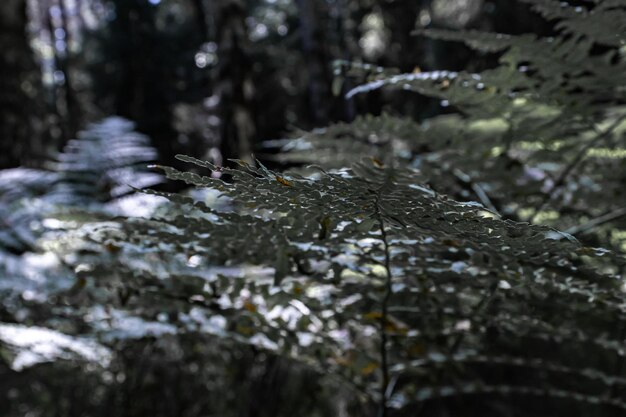 Foto prossimo piano delle foglie